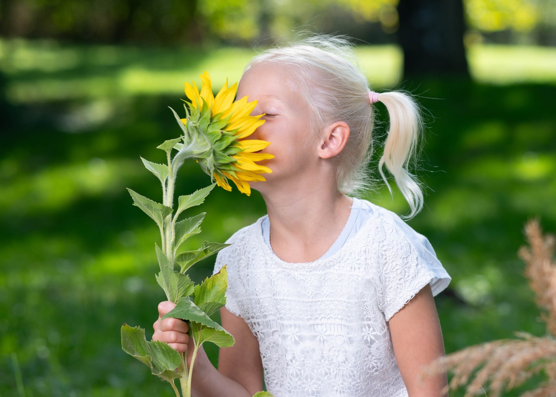 Schulkind riecht an einer großen Sonnenblume